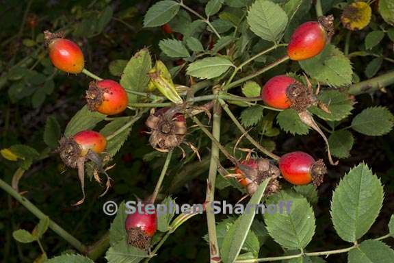 rosa canina 3 graphic